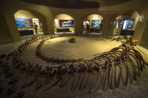 Une photo prise le 14 janvier 2016 montre un squelette de baleine au musée des fossiles et du changement climatique de Wadi el-Haitan à Fayoum, à 60 km au sud de la capitale égyptienne Le Caire.(Khaled Desouki / AFP)