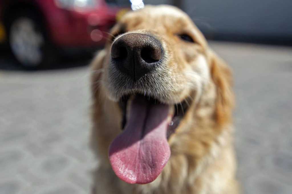 La vie post-pandémie, une épreuve pour les chiens de compagnie