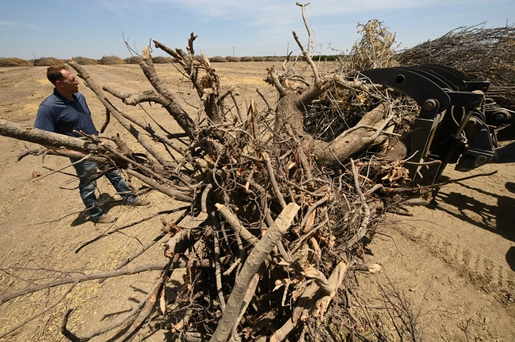 Ravagée par la sécheresse, la Californie arrache ses précieux amandiers
