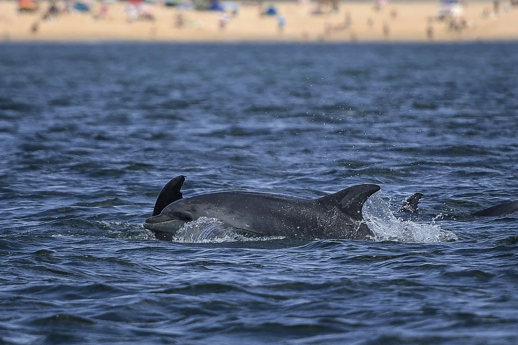 Les dauphins du Tage de retour à Lisbonne depuis la pandémie