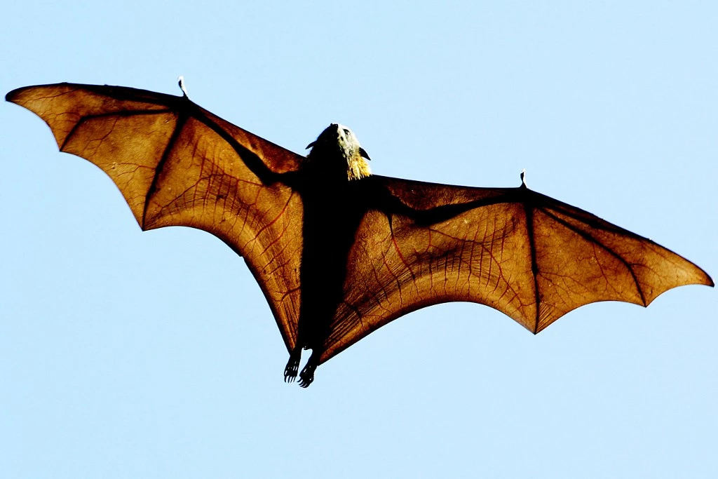 Entre périls et secrets, une vie de chauve-souris