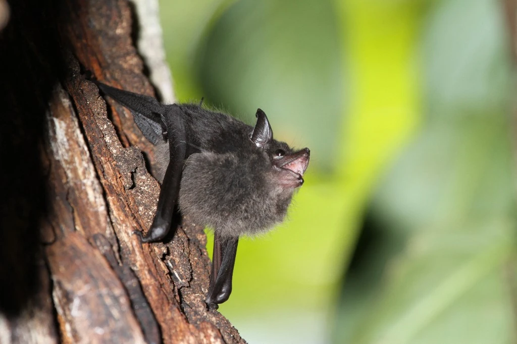 Dans leur enfance, des chauves-souris babillent comme les bébés humains