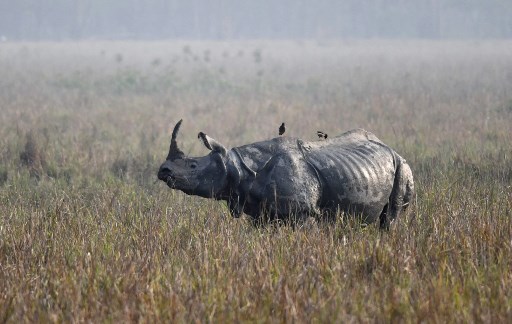 Un trafic international d'ivoire et de cornes de rhinocéros jugé en France
