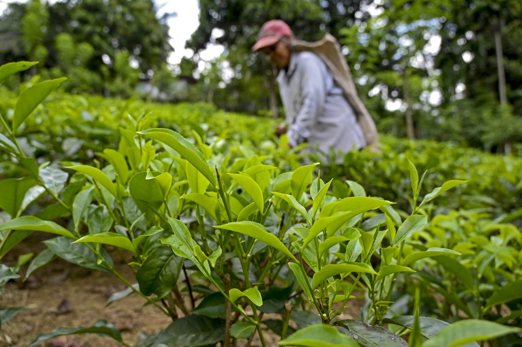 La révolution de l'agriculture biologique au Sri Lanka met en péril son industrie du thé