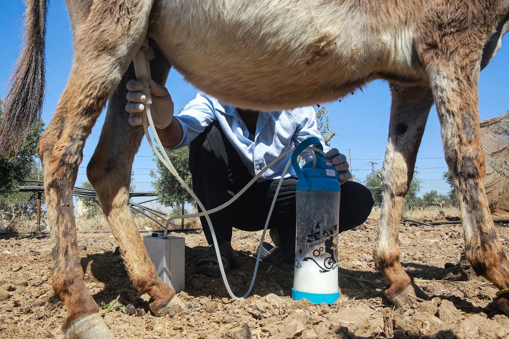 En Jordanie, un savon au lait d'ânesse fait fureur