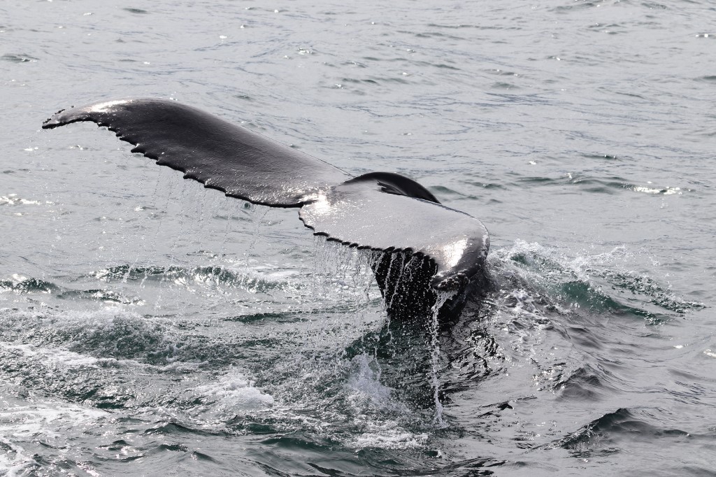 Stressées par les touristes, les baleines? En Islande, des scientifiques sondent leur souffle