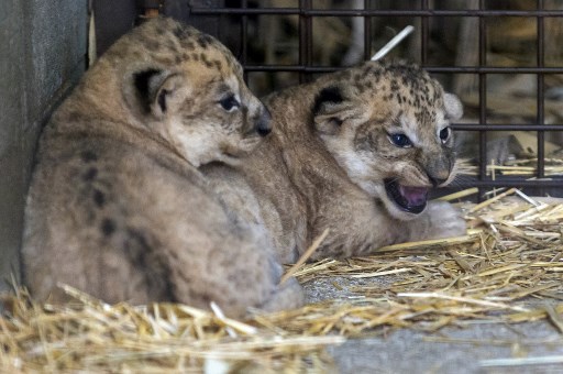 Cette photographie prise le 9 septembre 2021 montre deux lionceaux, nés le 22 août, au zoo d'Amnéville (nord-est) (Photo, AFP)