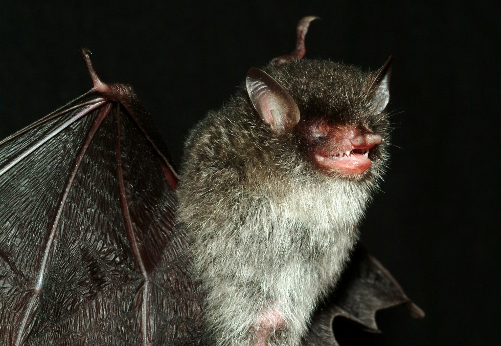 Des virus proches du SARS-CoV-2 découverts chez des chauves-souris