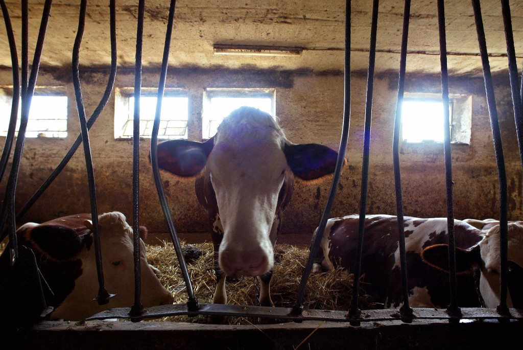 Du poulet pour les cochons: vingt ans après l'interdiction, le retour des farines animales