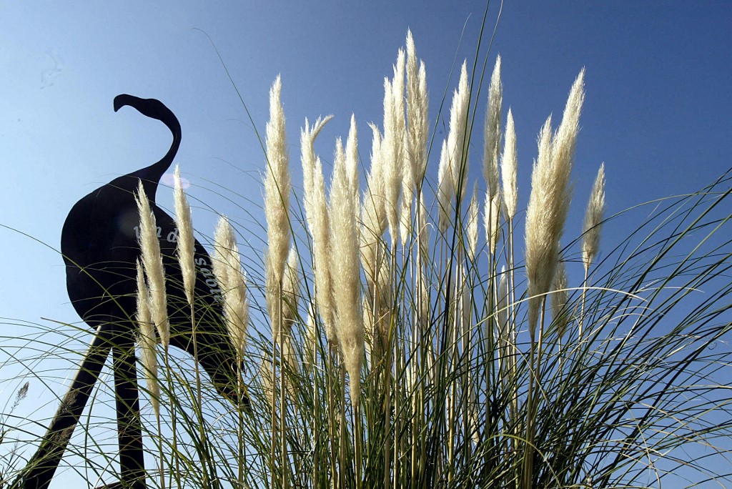 Les plantes invasives, nouveau casse-tête environnemental