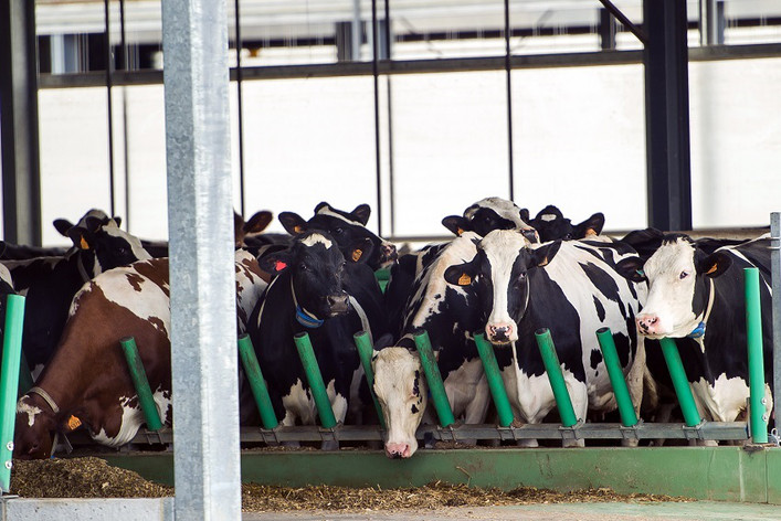 Présidentielle: la cause animale sort du bois