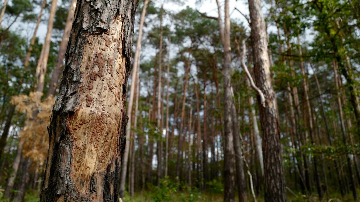 Un tiers des espèces d'arbres serait menacé dans le monde