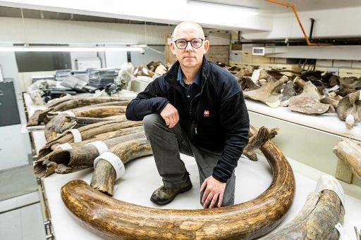 Cette photo non datée obtenue le 12 août 2021 avec l'aimable autorisation de l'Université d'Alaska Fairbanks montre Mat Wooller, directeur de l'Alaska Stable Isotope Facility, alors qu'il s'agenouille parmi une collection de certaines défenses de mammouth au Musée du Nord de l'Université d'Alaska. (JR Ancheta / Université d'Alaska Fairbanks / AFP)