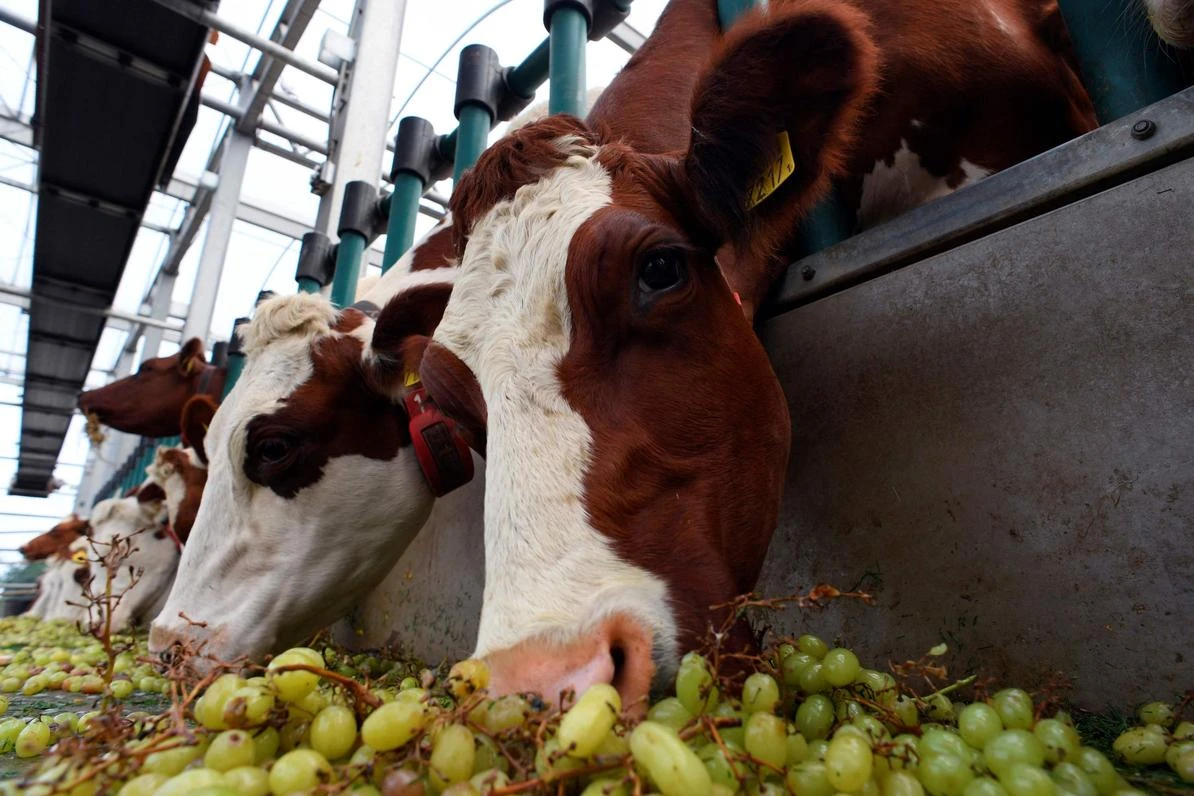 Deux cas atypiques de «vache folle» détectés au Brésil