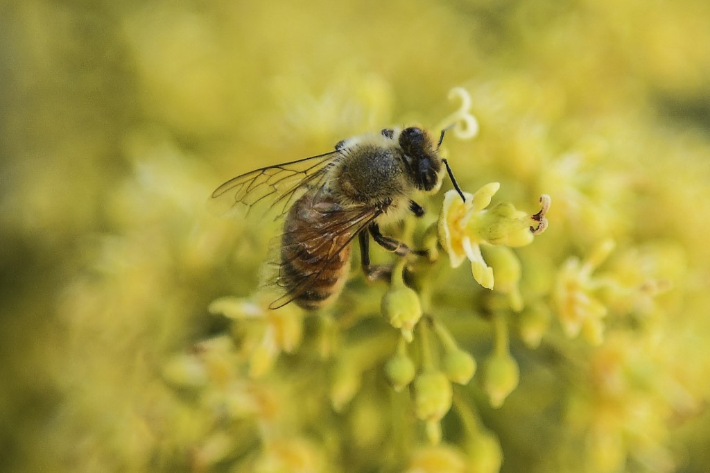Les apiculteurs du Cachemire indien et leurs abeilles transhument vers le sud en quête de chaleur et de pollen