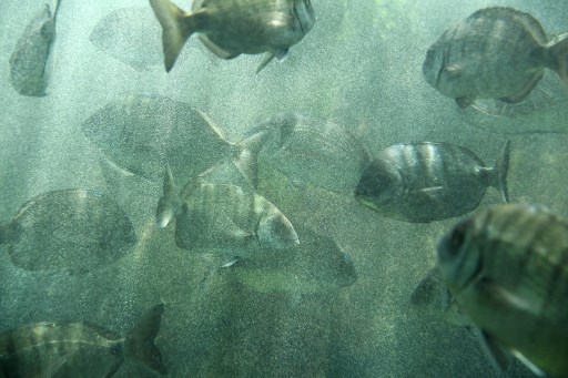 Un sommet «One Ocean» début 2022 à Brest en France