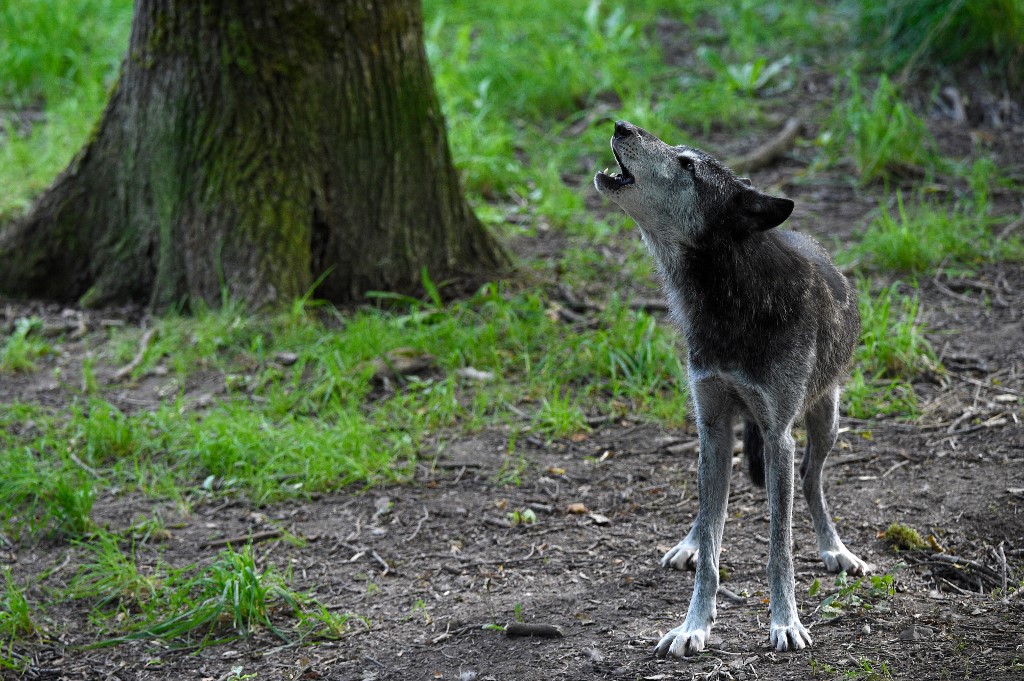 Un cadavre de loup en Loire-Atlantique, une première depuis un siècle