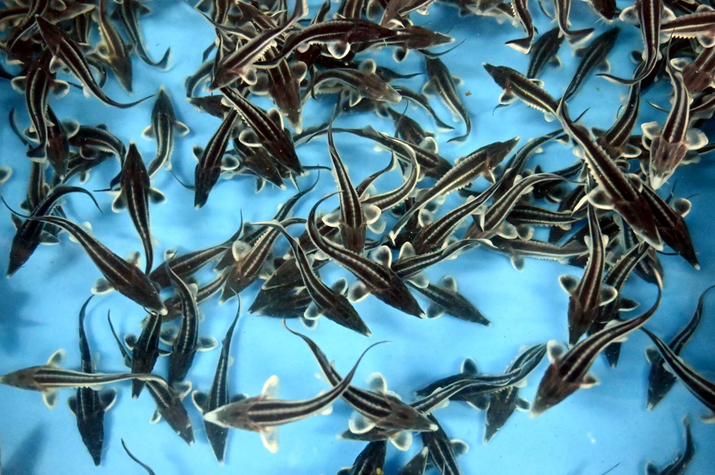 La Transdniestrie et ses poissons aux oeufs d'or