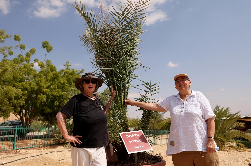 Dans le désert israélien, la résurrection de dattiers vieux de 2.000 ans