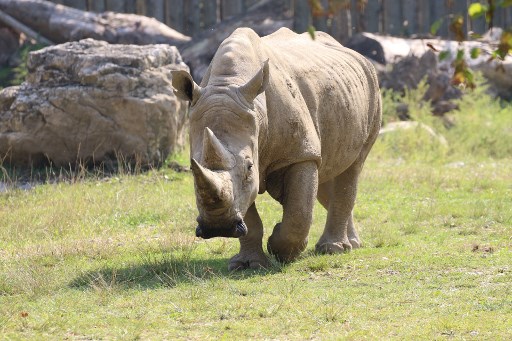 Le doyen des rhinocéros blancs meurt dans un zoo italien