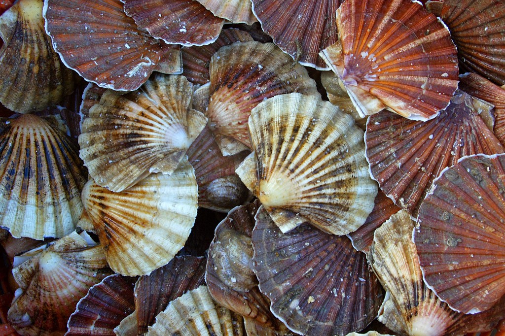 A bord du Chant des sirènes, la coquille miraculeuse et l'ombre du Brexit