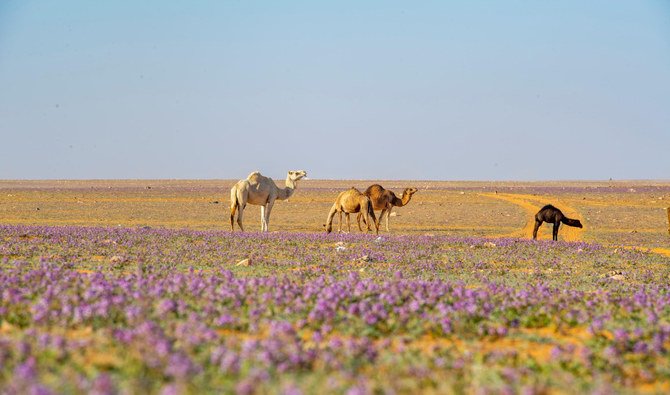 De nouvelles mesures pour mieux protéger la végétation et lutter contre la désertification en Arabie saoudite