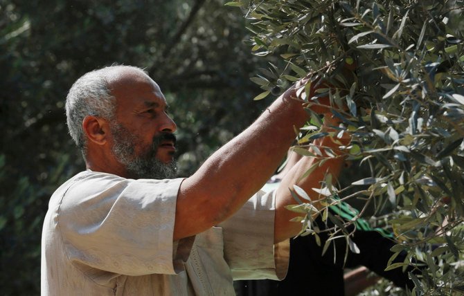 Les Palestiniens défendent leurs oliviers alors que les agressions des colons s’intensifient