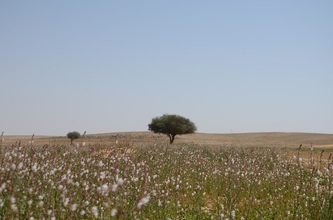 L’Arabie saoudite prévoit d’utiliser des drones pour planter des arbres dans le désert