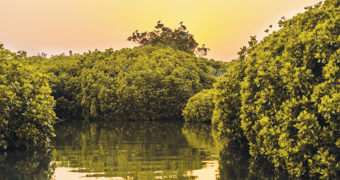 Les mangroves se trouvent principalement au large des eaux du sud-ouest de la région de Jizan. (Fourni)