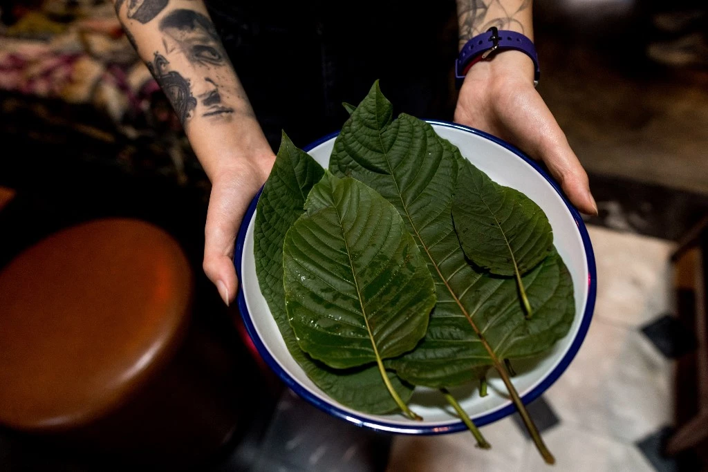 A Bangkok, la mode du kratom, alternative aux boissons alcoolisées