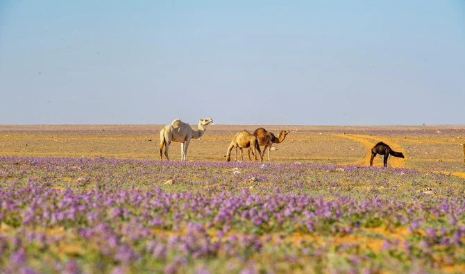De nouvelles mesures pour mieux protéger la végétation et lutter contre la désertification en Arabie saoudite