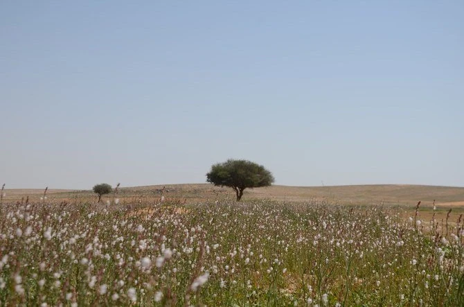 L’Arabie saoudite prévoit d’utiliser des drones pour planter des arbres dans le désert