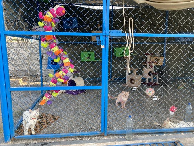 Le sanctuaire animalier d'Islamabad lance un programme de capture et de libération de chiens errants