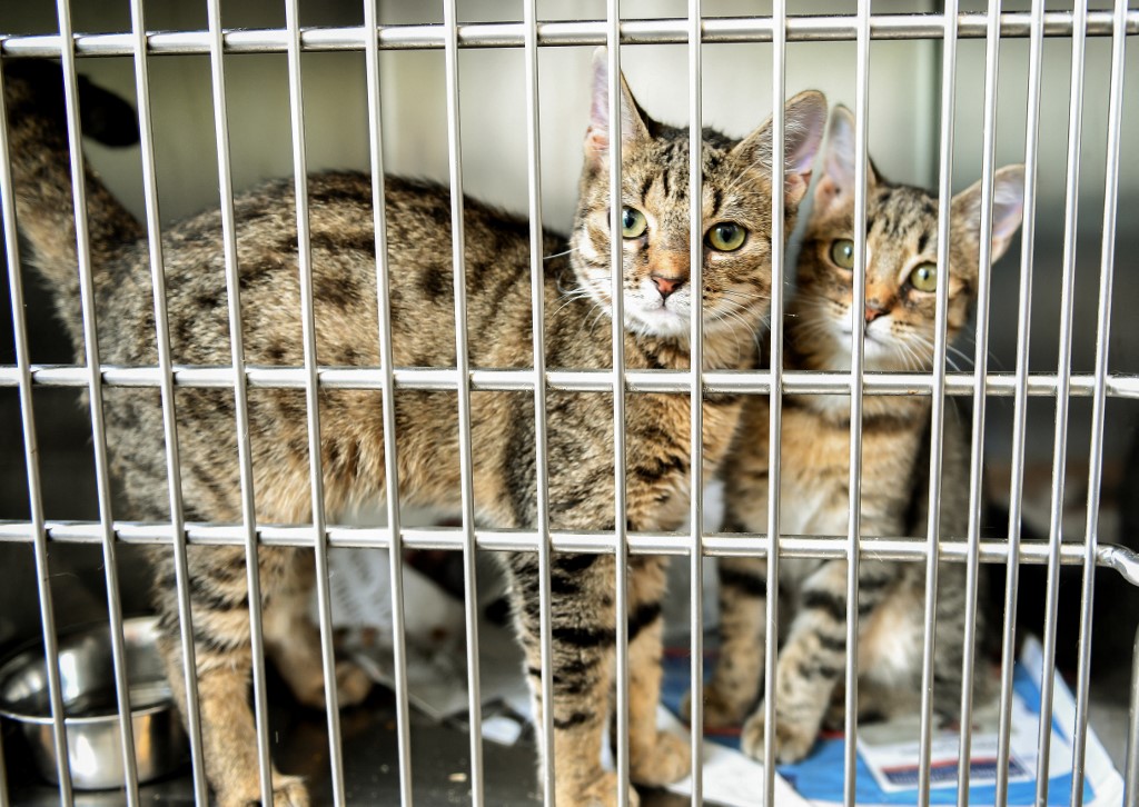 La vente de chiots et chatons en animalerie sera interdite à compter du 1er janvier 2024. La présentation des animaux dans les vitrines ne sera plus permise. La vente d'animaux en ligne sera mieux encadrée (AFP)