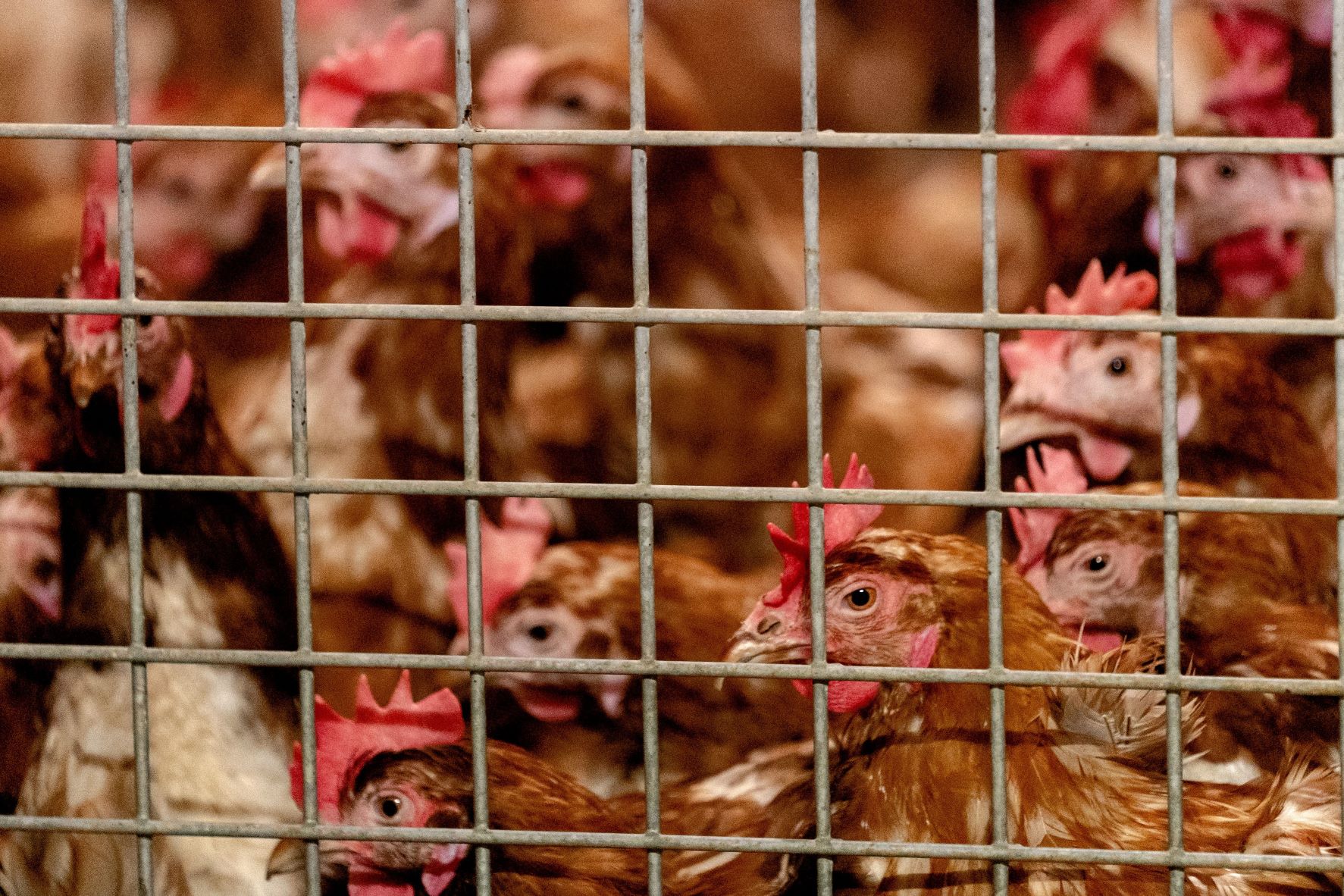 Grippe aviaire: un premier foyer en élevage détecté dans le nord de la France