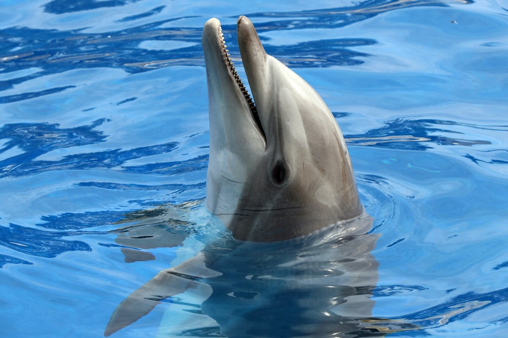 Un dauphin est photographié au parc Marineland dans la ville d'Antibes, sur la Côte d'Azur, dans le sud-est de la France, le 17 mars 2016. (AFP)