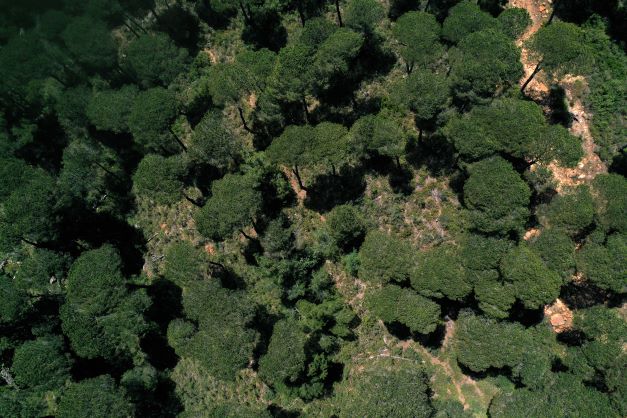 Séquestration de carbone: le Congo va planter 40 000 hectares de forêts