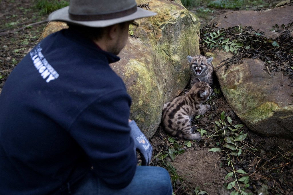 La présentation d'animaux sauvages à la télévision sera interdite, hors zoos et élevages. (Photo/AFP)