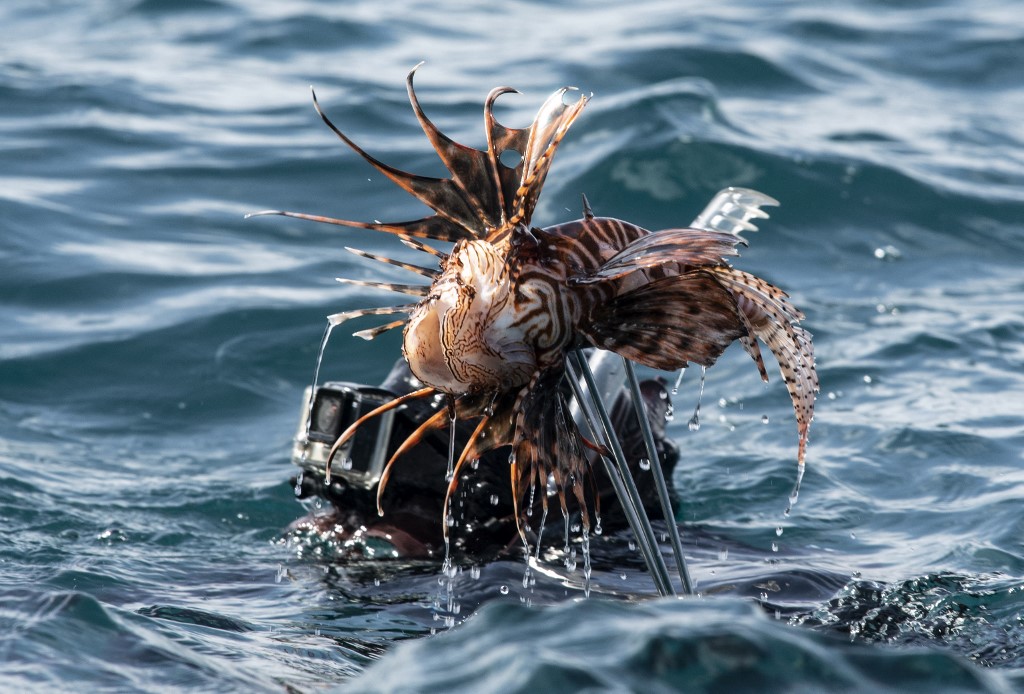 Poisson-lion: vedette des aquariums mais terreur des mers à combattre