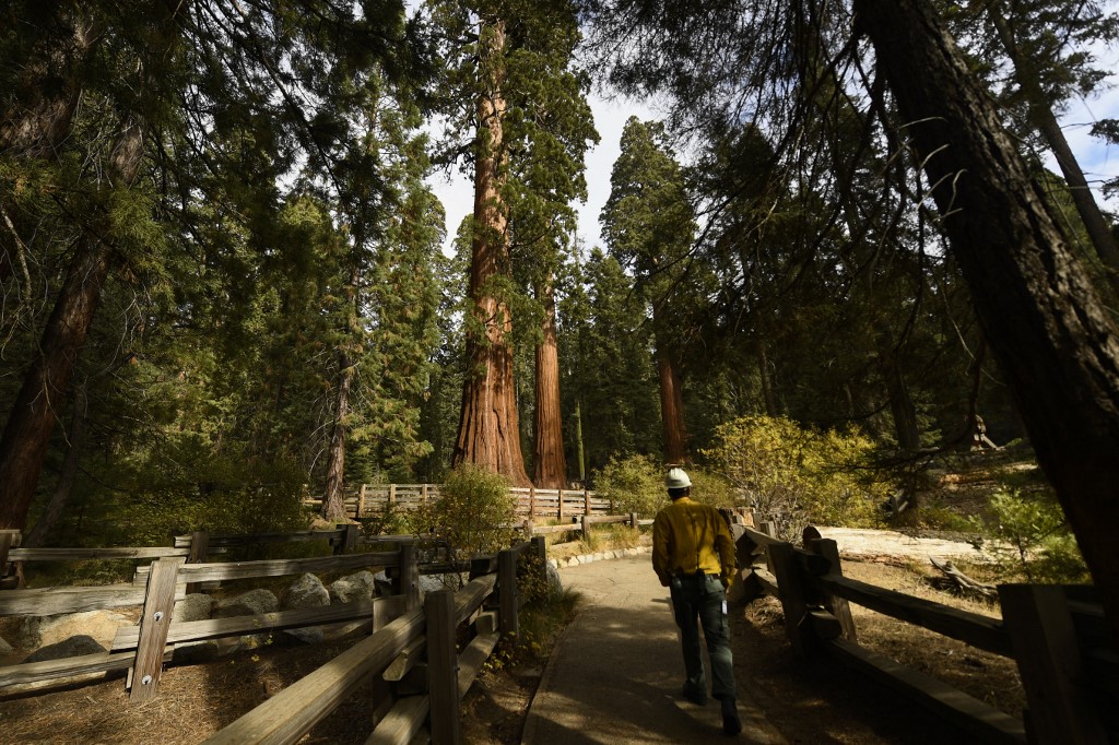 La COP26 va s'engager à enrayer la déforestation
