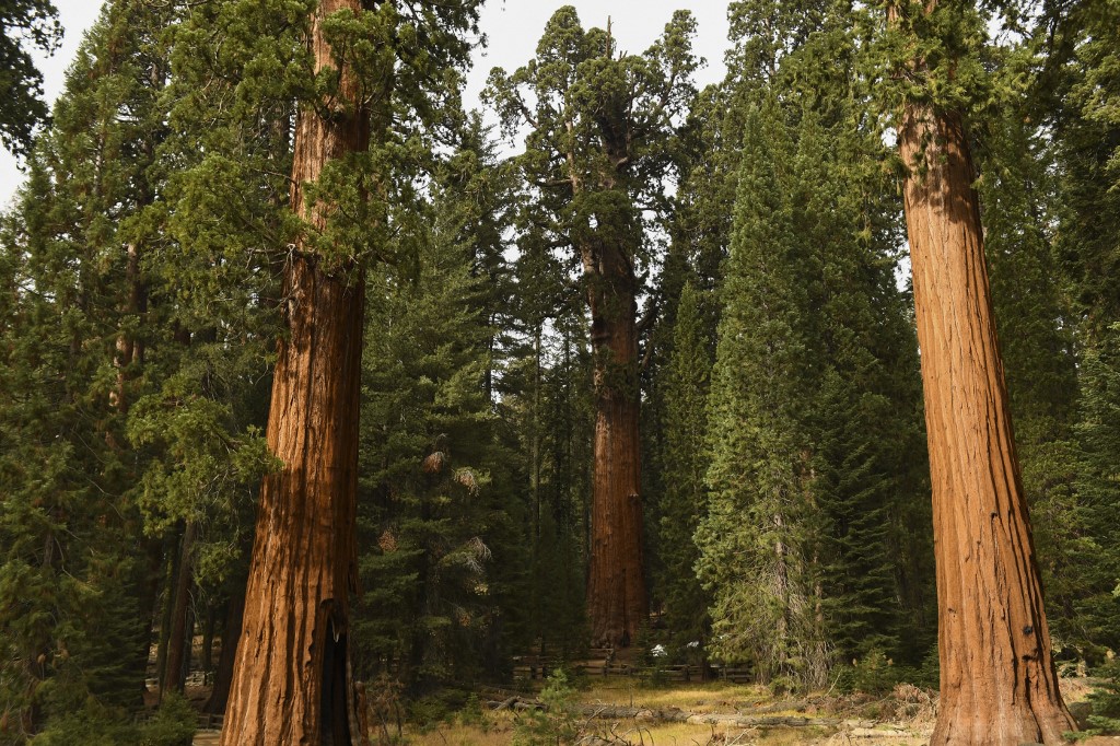 Des milliers de séquoias géants détruits par les feux de forêts en Californie