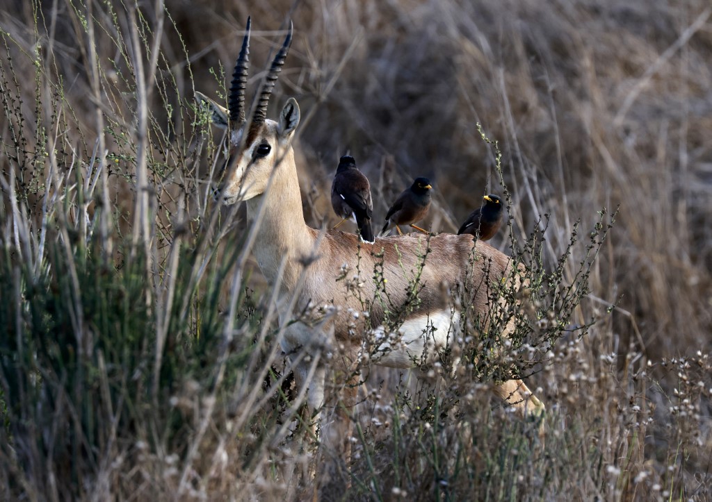 A Jérusalem, un parc de protection des gazelles en pleine ville
