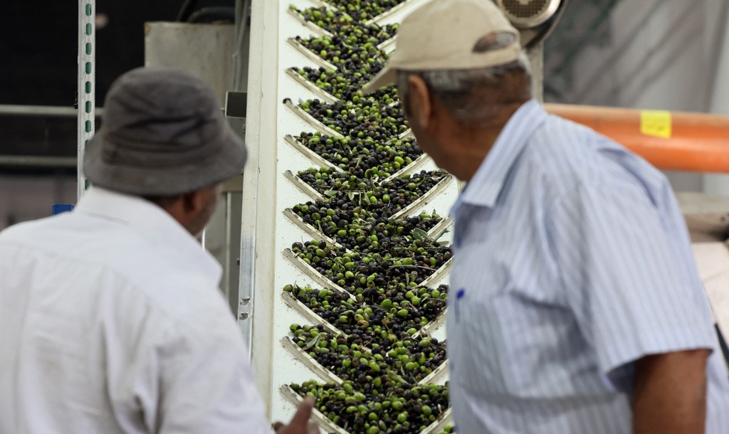Palestiniens ou Israéliens, les oléiculteurs ont la crise climatique comme ennemie