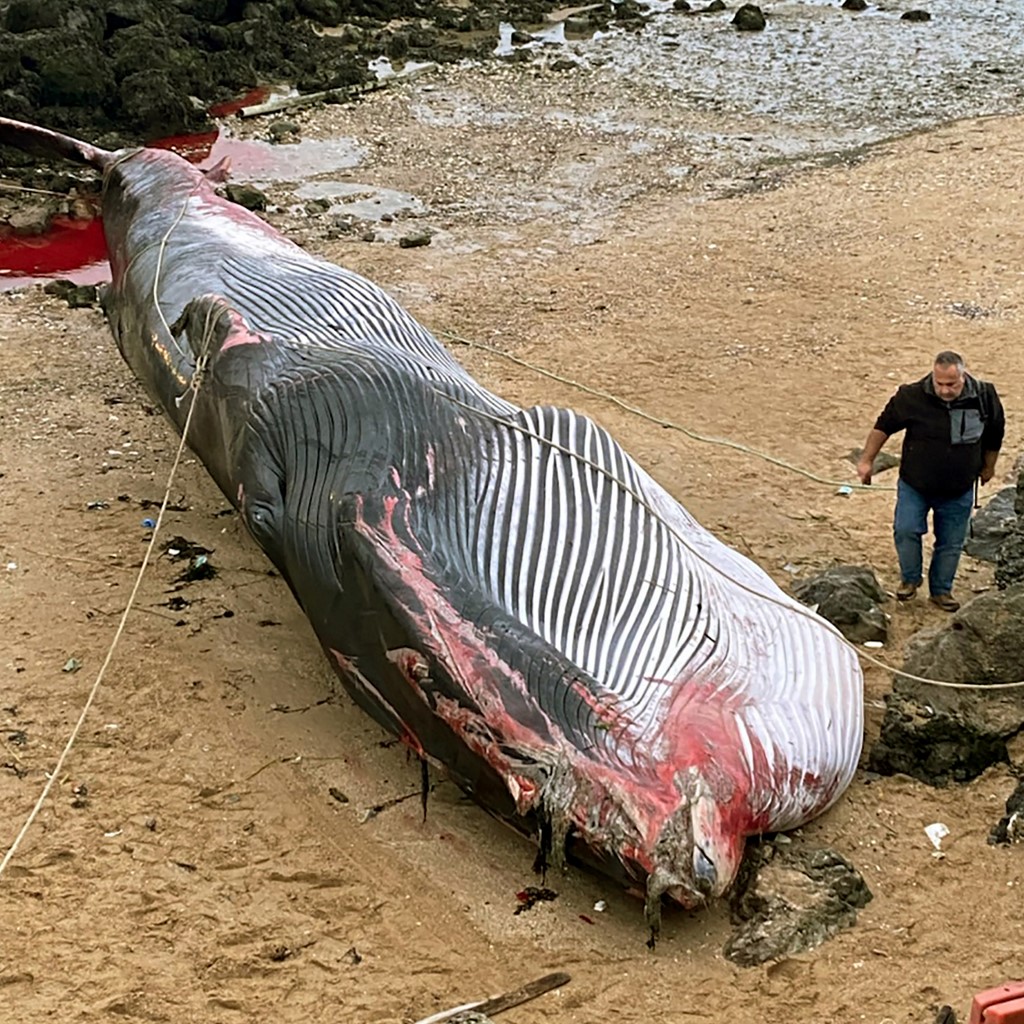 Une baleine de 19 mètres s'échoue dans le nord de la France