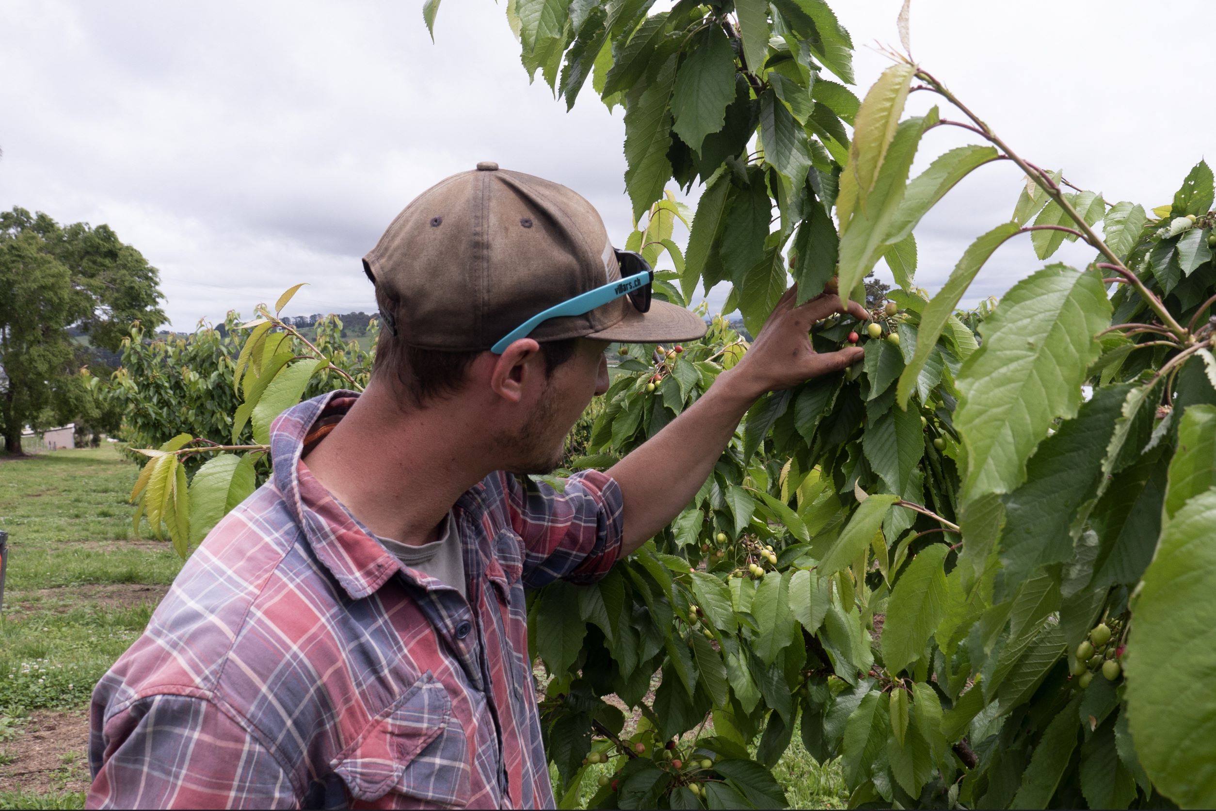 Les fruiticulteurs australiens face au casse-tête de la récolte