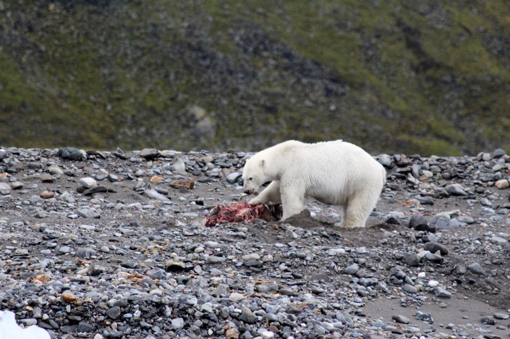 Une scène de chasse atypique interroge sur le menu des ours polaires