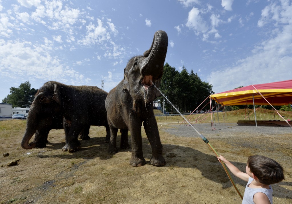 Selon l'Afpdz, un éléphant peut vivre jusqu'à 70 ans à l'état sauvage, 60 ans en captivité. Pour Tony Verhulst, Gandhi « pourrait vivre encore 20 ans » dans son nouveau foyer. (Photo/AFP)