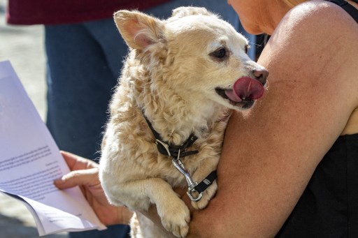 Un «téléphone pour chiens» vise à atténuer leur solitude