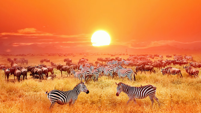 Tentation tanzanienne: un safari en Afrique de l'Est