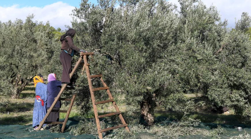 Au Maghreb, l'agriculture bio et organique en plein essor